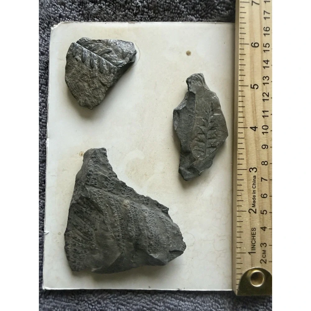 Plant Fossils in embedded shale rock, Pecopteris, Paleozoic era 3 piece